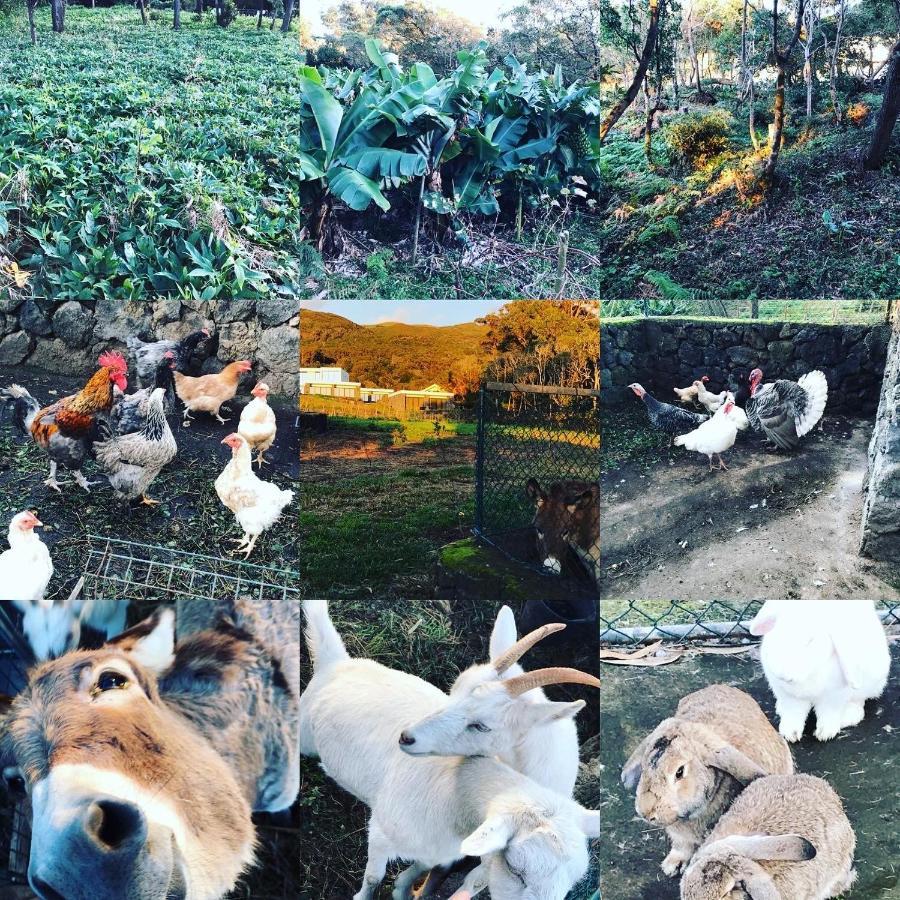Вілла Make It Happen Farm Urzelina Екстер'єр фото